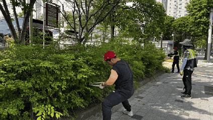 양천구시설관리공단, 문화회관동측 공영주차장 보행로 수목 전지작업 완료_1.png